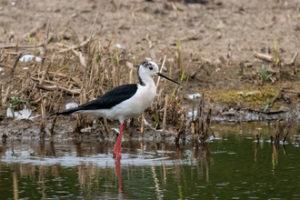 A black-winged stilt wading through a mud-fringed pool, its extremely long pink legs keeping the black and white body well above the water