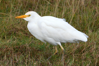 Cattle egret