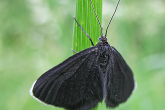 Chimney sweeper moth