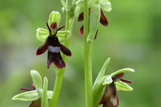 The flowers of a fly orchid, demonstrating their insect-like appearance