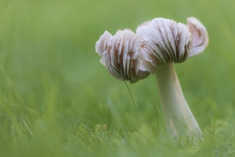 Pink waxcap