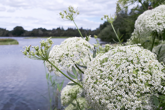 Greater water parsnip