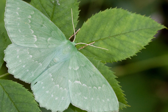 A large emerald moth resting on a leaf