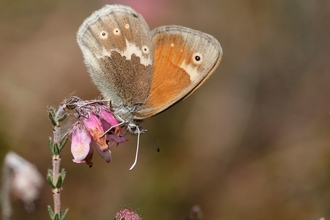 Large heath butterfly