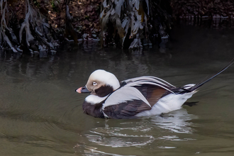 A male long-tailed duck drifting in front of the stone wall of a harbour