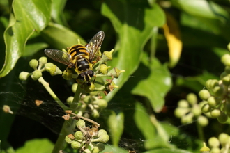 A Batman hoverfly perched on an ivy stalk. It's a yellow hoverfly with black markings, including a marking on the thorax in the shape of the Batman logo