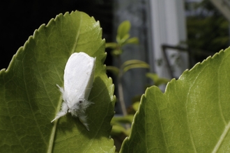 A fluffy, white brown-tail moth resting on a leaf