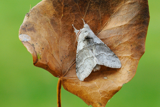 A pale tussock moth rests on a dead leaf, its fluffy legs held out in front of its body.