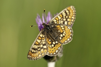 Marsh fritillary