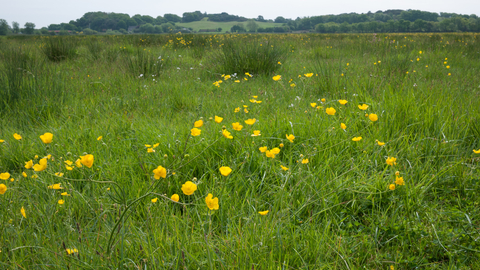 Coastal and floodplain grazing marsh