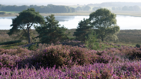 Lowland heathland