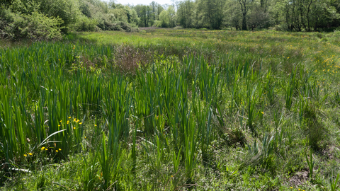 Purple moor-grass and rush pasture