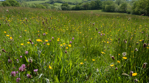 Lowland meadow and pasture