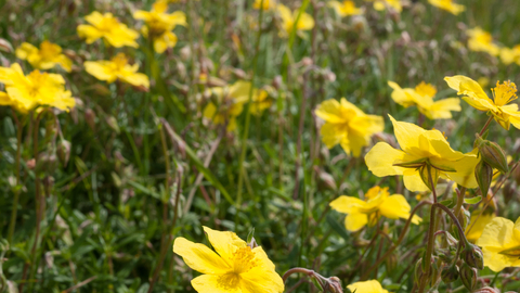 Lowland limestone grassland