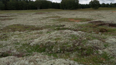 Lowland heathland