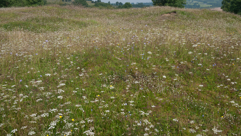 Calaminarian grassland