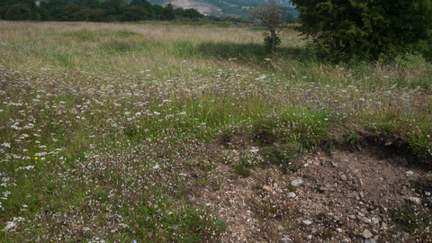 Calaminarian grassland