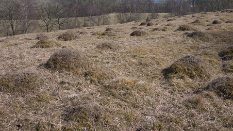 Upland calcareous grassland