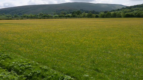 Northern hay meadow