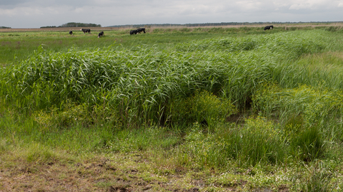 Coastal and floodplain grazing marsh