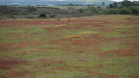 Lowland dry acid grassland