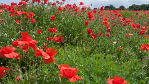 Poppies in an arable field