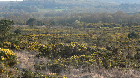 Heathland