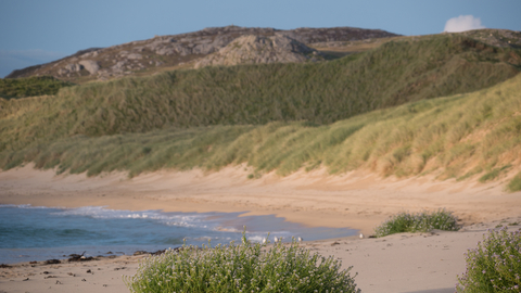 Coastal Dunes