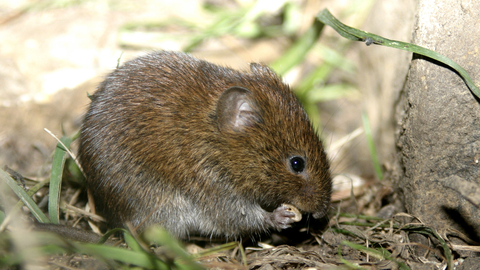 Bank vole