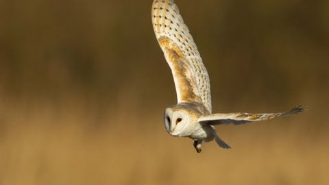 Barn owl © Danny Green, 2020VISION