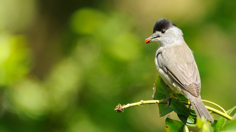 Blackcap male