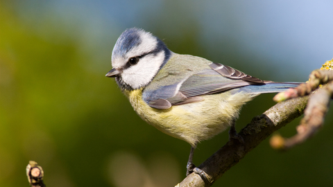 Blue tit