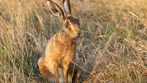 Brown hare