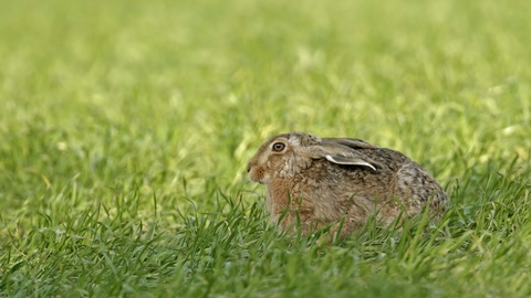 Brown hare sitting