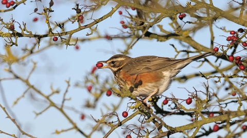 Redwing with hawthorn berry