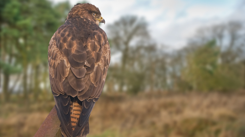 Common buzzard