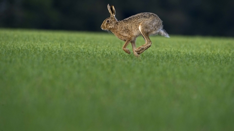 Running brown hare