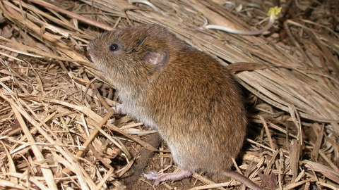 Field vole | Wild About Gardens