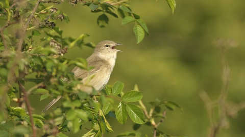 Garden warbler