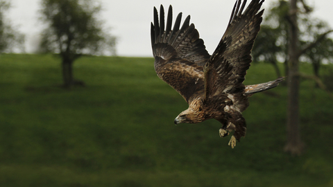 Golden eagle in flight