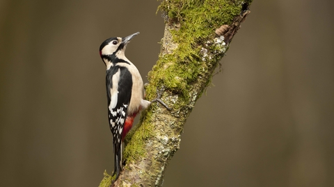 Great spotted woodpecker