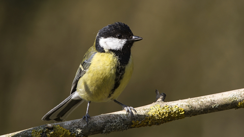 Great tit