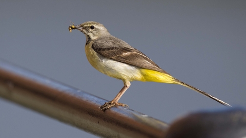 Grey wagtail