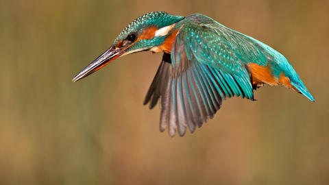 Kingfisher in flight