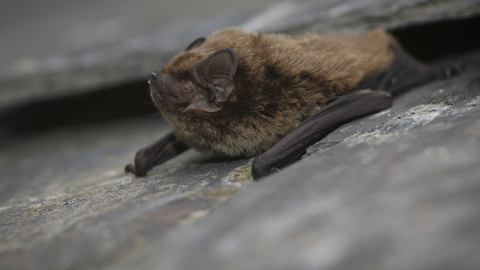 Leisler's bat