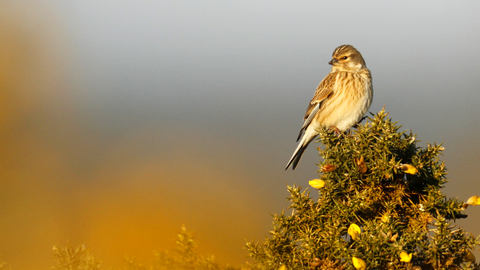 Linnet