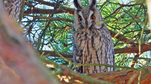 Long-eared owl