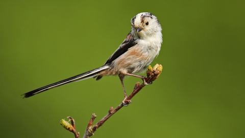 Long-tailed tit