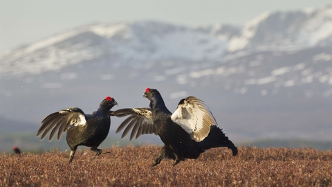 Black grouse males lekking