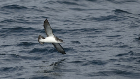 Manx Shearwater